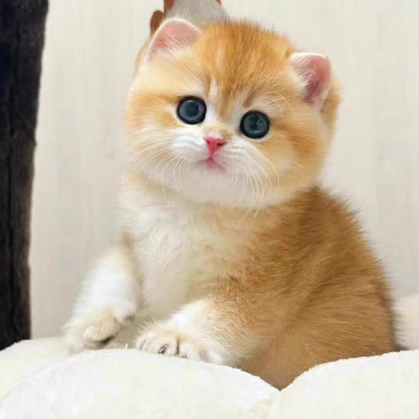 猫舍直销批发价格出售英短金渐层